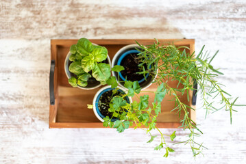 Top view of fresh culinary herbs growing in pots