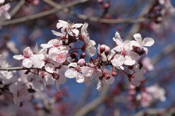 Pink Blossoms