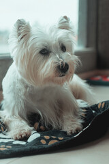 domestic West Highland white terrier at home	