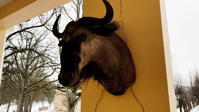 Taxidermy: Large buffalo head mounted on terrace wall in winter