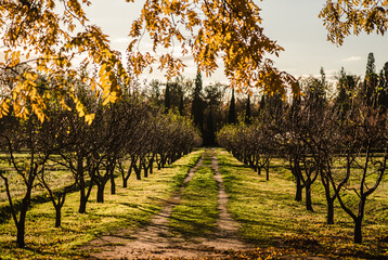 Naklejka premium Beautiful path through the woods