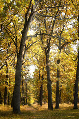 Beautiful autumn trees with golden leaves in forest on sunny day