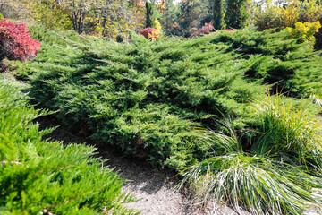 Obraz premium Bushes of Japanese garden juniper in park