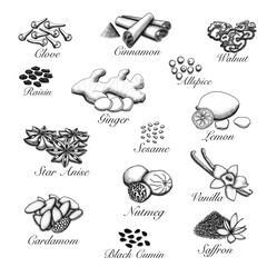 Spices set of hand drawn illustrations. Healthy spice cooking ingredient.
