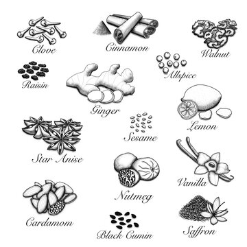 Spices set of hand drawn illustrations. Healthy spice cooking ingredient.