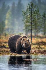 A brown bear in the fog on the bog. Adult Big Brown Bear Male. Scientific name: Ursus arctos. Natural habitat, autumn season
