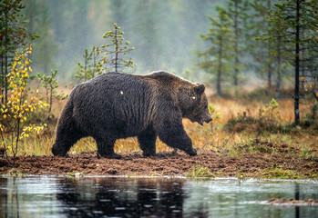 A brown bear in the fog on the bog. Adult Big Brown Bear Male. Scientific name: Ursus arctos. Natural habitat, autumn season - 482732089
