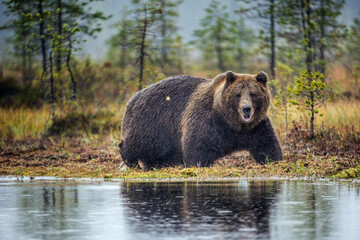 A brown bear in the fog on the bog. Adult Big Brown Bear Male. Scientific name: Ursus arctos....