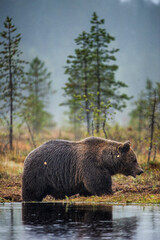 Obraz na płótnie Canvas A brown bear in the fog on the bog. Adult Big Brown Bear Male. Scientific name: Ursus arctos. Natural habitat, autumn season