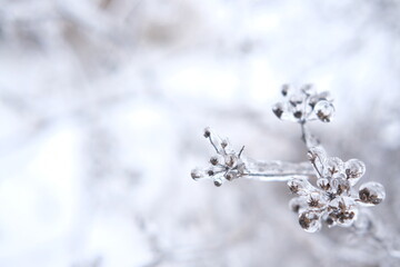 Freezing flower plant in ice on the snow meadow.High horizontal quality photo