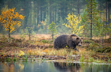 A brown bear in the fog on the bog. Adult Big Brown Bear Male. Scientific name: Ursus arctos. Natural habitat, autumn season - 482732675