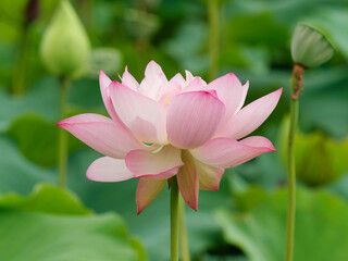 Fototapeta premium Summer flowers series, beautiful pink lotus flower in sunny day, close up image.