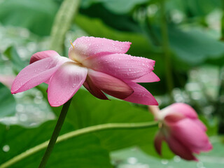 Fototapeta premium Summer flowers series, beautiful pink lotus flower in raining, close up image.