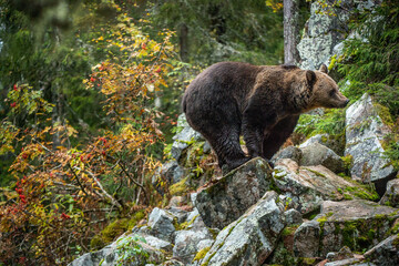 Bear on a rocks. Adult Big Brown Bear in the autumn forest.  Scientific name: Ursus arctos. Autumn season, natural habitat.