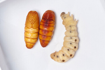 Close up of Silkworm pupa or silkworm chrysalis, the right one is the status between chrysalis and larvae. - obrazy, fototapety, plakaty