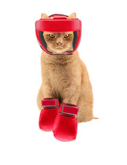orange cat on a white background. close-up. in a red boxing helmet and gloves. sport