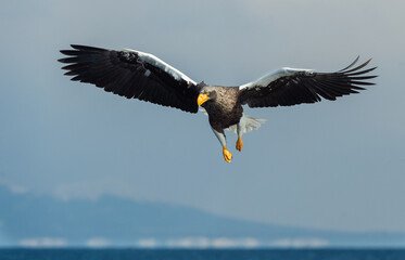 Adult Steller's sea eagle in flight. Scientific name: Haliaeetus pelagicus. Blue ocean and sky  background.