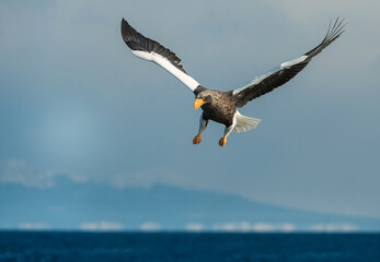 Adult Steller's sea eagle in flight. Scientific name: Haliaeetus pelagicus. Blue ocean and sky  background.