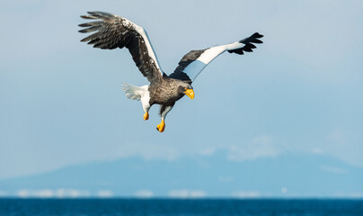 Adult Steller's sea eagle in flight. Scientific name: Haliaeetus pelagicus. Blue ocean and sky  background.