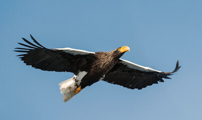 Adult Steller's sea eagle in flight.  Scientific name: Haliaeetus pelagicus. Blue sky background.