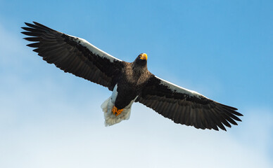 Naklejka premium Adult Steller's sea eagle in flight. Scientific name: Haliaeetus pelagicus. Blue sky background.