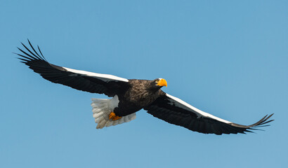 Adult Steller's sea eagle in flight.  Scientific name: Haliaeetus pelagicus. Blue sky background.