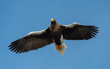 Adult Steller's sea eagle in flight.  Scientific name: Haliaeetus pelagicus. Blue sky background.
