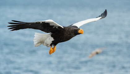 Adult Steller's sea eagle fishing. Scientific name: Haliaeetus pelagicus. Blue ocean background.