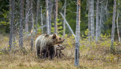She-Bear and Cubs of Brown bear (Ursus Arctos Arctos) on the swamp in the summer forest. Natural green Background - 482734269