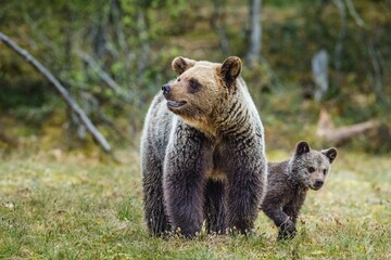 Obraz premium She-Bear and Cubs of Brown bear (Ursus Arctos Arctos) on the swamp in the summer forest. Natural green Background