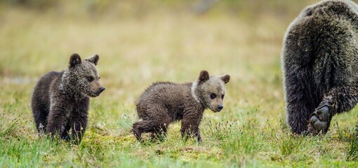 She-Bear and Cubs of Brown bear (Ursus Arctos Arctos) on the swamp in the summer forest. Natural green Background © Uryadnikov Sergey