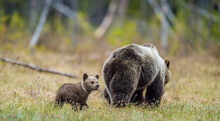 She-Bear and Cubs of Brown bear (Ursus Arctos Arctos) on the swamp in the summer forest. Natural green Background © Uryadnikov Sergey