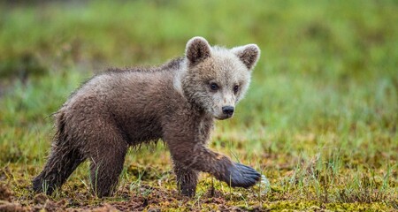 Cub of Brown bear (Ursus Arctos Arctos) on the swamp in the summer forest. Natural green Background