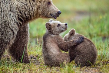 She-Bear and Cubs of Brown bear (Ursus Arctos Arctos) on the swamp in the summer forest. Natural green Background © Uryadnikov Sergey