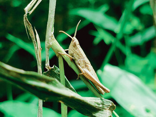 Grasshopper on leaf