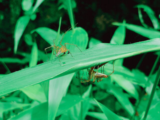 Spider climbing on the green leaf