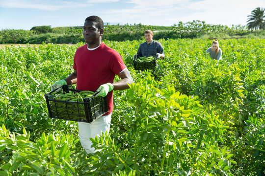 Woman Helps Men Harvests Green Beans On A Field