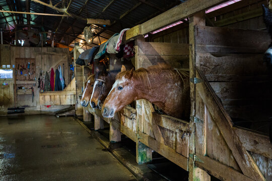 Horse Barn