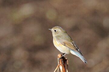 daurian redstart in the park