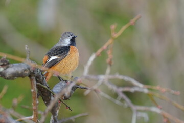 daurian redstart in the park