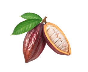 Dark red cocoa pods with half sliced and beans isolated on white background.