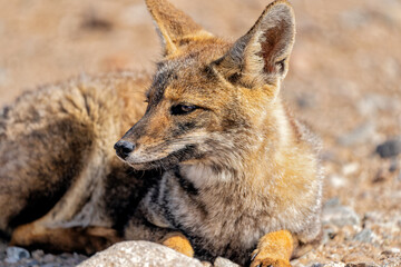 South American gray fox, lycalopex griseus or zorro chilla, portrait in the desert