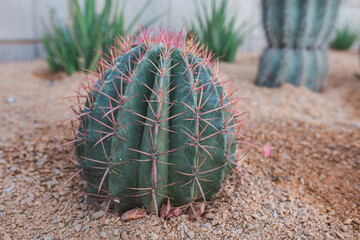 cactus in the desert