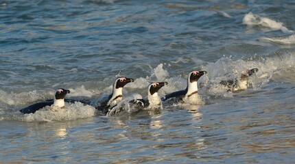 Fototapeta premium African penguins walk out of the ocean on the sandy beach. African penguin ( Spheniscus demersus) also known as the jackass penguin and black-footed penguin. Boulders colony. Cape Town. South Africa
