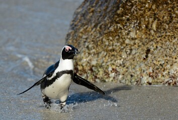 Fototapeta premium African penguins walk out of the ocean on the sandy beach. African penguin ( Spheniscus demersus) also known as the jackass penguin and black-footed penguin. Boulders colony. Cape Town. South Africa