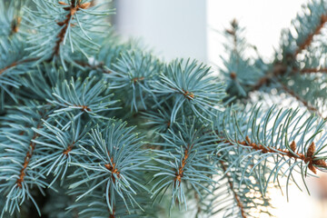 Blue spruce branches on winter day, closeup