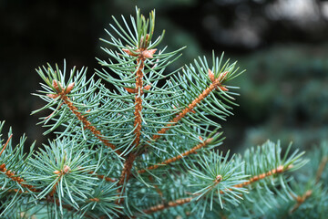 Beautiful blue spruce branches on winter day, closeup