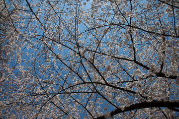 일본 풍경 벗꽃 꽃 봄