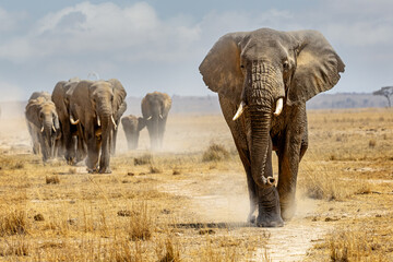 Large elephant leading a herd walking down a path in the dry lake bed of Amboseli National Park - obrazy, fototapety, plakaty