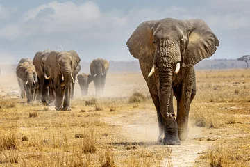 Poster Grote olifant die een kudde leidt die over een pad loopt in de droge bodem van het Amboseli National Park © adogslifephoto